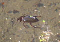 Hydrophilus triangularis