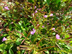 Agalinis neoscotica