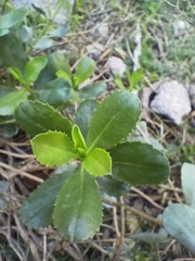 Escallonia illinita