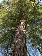 Sequoia