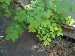 Phyllanthus reticulatus