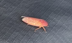 Gyponana gladia