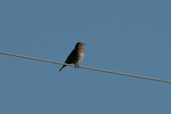 Turdus philomelos clarkei