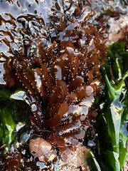 Schottera nicaeensis