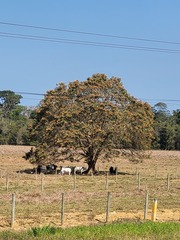 Erythrina poeppigiana