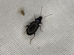 Agonum