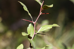 Crataegus opaca