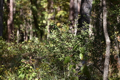Crataegus opaca