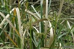 Androtrichum giganteum