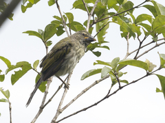 Saltator striatipectus