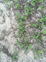 Acanthospermum australe