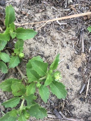 Acanthospermum australe