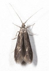 Elachistidae