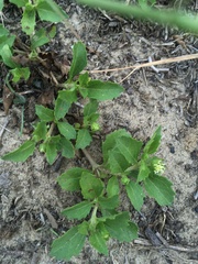 Acanthospermum australe