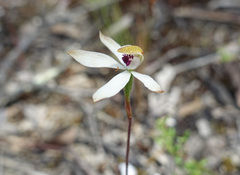 Caladenia cucullata