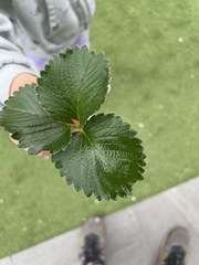 Fragaria × ananassa