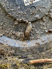 Limax maximus