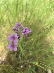 Arthropodium minus