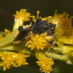 Phymata pennsylvanica