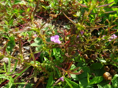 Agalinis neoscotica