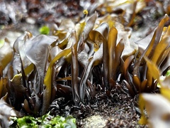 Mazzaella laminarioides