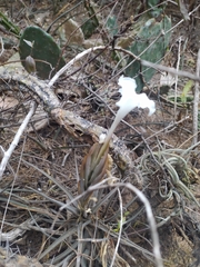 Tillandsia xiphioides