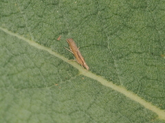 Plutella porrectella