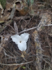 Tillandsia xiphioides