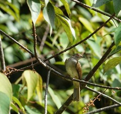 Rubigula erythropthalmos