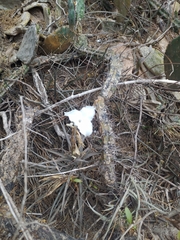 Tillandsia xiphioides