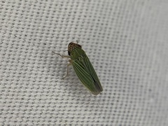Xyphon reticulatum
