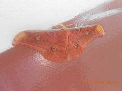 Antheraea