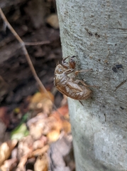 Cicadoidea