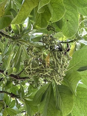 Heliotropium arboreum