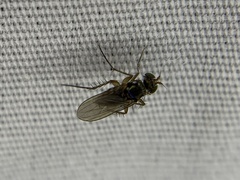 Dolichopodinae