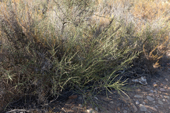 Adolphia californica