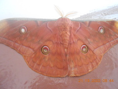 Antheraea