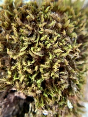 Orthotrichum