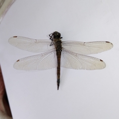 Tramea cophysa