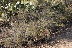 Adolphia californica