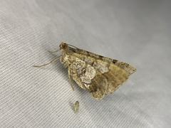 Frederickia s-signata