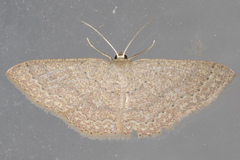 Pleuroprucha