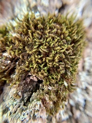 Orthotrichum