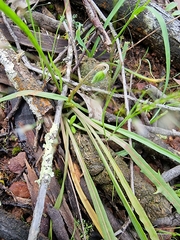 Microseris lanceolata