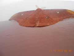 Antheraea