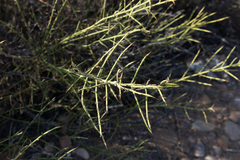 Adolphia californica