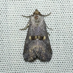 Hyperstrotia flaviguttata