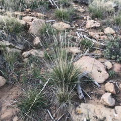 Muhlenbergia rigens