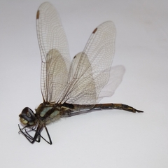 Tramea cophysa