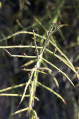 Adolphia californica